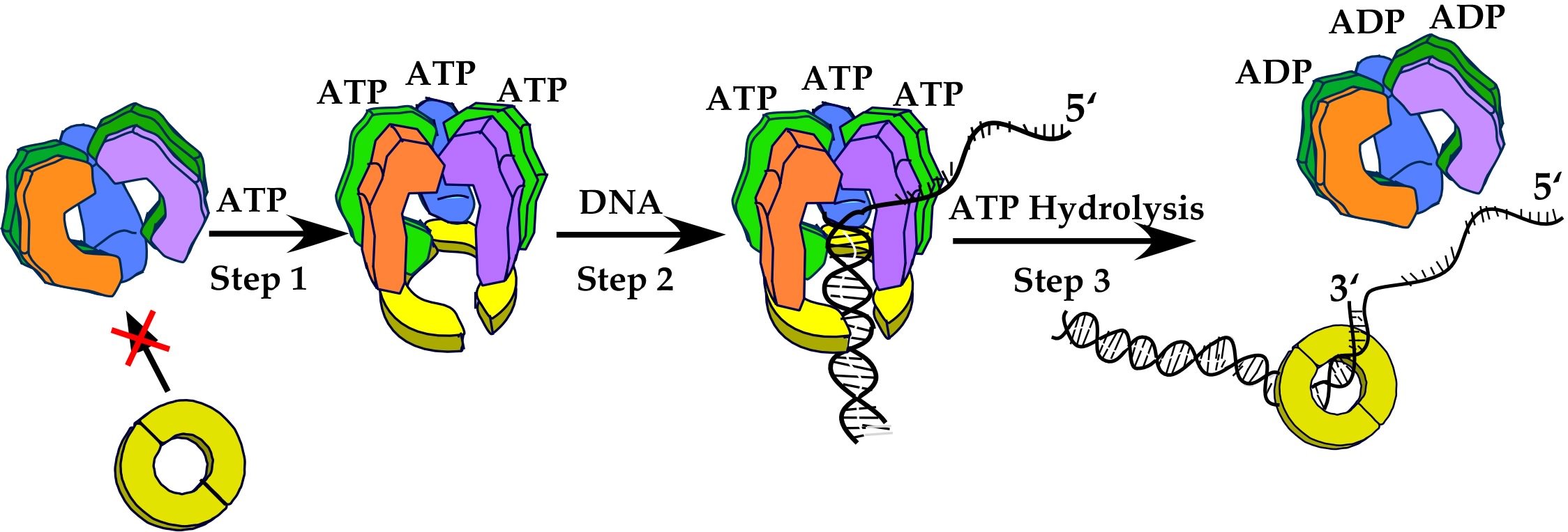 O′Donnell Lab Learning